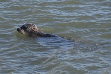 Harbor Seal  2024-01-11 a.JPG