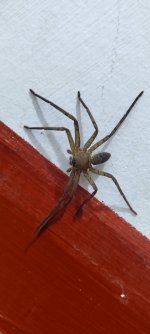 pantropical_huntsman_spider.jpg