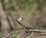 mekong_wagtail.jpg