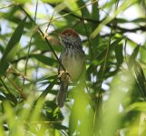 cambodian_tailorbird.jpg