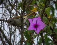 Lewin's_Honeyeater_Flower-2.jpg