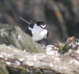 sooty%20tern%20132.jpg