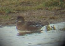 Oarewigeon 014.jpg