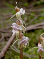 ghost-orchid-plant-hufingen.jpg