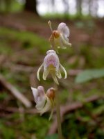 ghost-orchid-plant2-hufinge.jpg