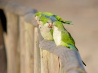 Monk Parakeet 9529.jpg