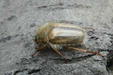 copy of summer chafer.jpg