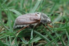 copy of cockchafer.jpg