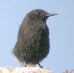 Black Wheatear 9436.jpg