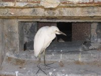 Bird-at-robben-island_LO.jpg