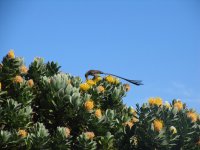 bird-of-paradise-at-table-m.jpg