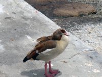 egyptian-goose---at-simons-.jpg