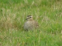 Isles of Scilly St Marys Sociable Plover 1.jpg