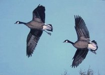 Dusky Canada Geese.jpg