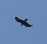 Raptor (1) - Hamilton Island.jpg