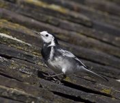 Wagtail2110080011.jpg