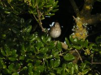 Grey Cheeked Thrush.jpg