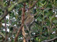 Red Eyed Vireo 1.jpg