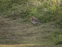 Snow Bunting.jpg