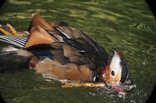 mandarin duck male bathe D90_DSC0631.jpg