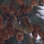 White-winged Crossbill (female).JPG