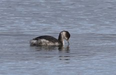 Black-necked Grebe 002.jpg