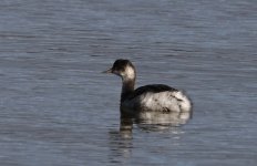 Black-necked Grebe 004.jpg