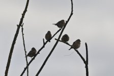 Linnet 002.jpg