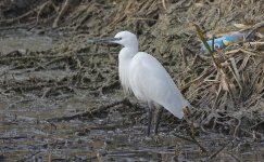 A Little Egret 002.jpg