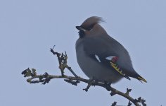 C Waxwing 007.jpg