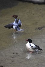 Common Merganser 2024-01-15 d.JPG