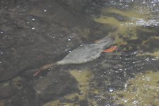 Common Merganser 2024-01-15 g.JPG