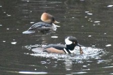 Hooded Merganser 2024-01-15 d.JPG