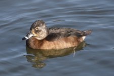 Ring-necked Duck 2024-01-15 b.JPG