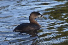 Pied-billed Grebe 2024-01-15 a.JPG