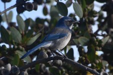 California Scrub-Jay 2024-01-15 a.JPG