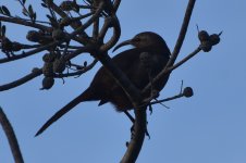 California Thrasher 2024-01-15 a.JPG