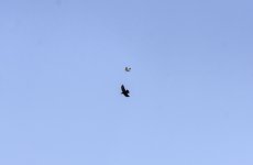 20240118 - Corvid vs BoP 2.jpg