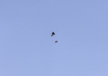 20240118 - Corvid vs BoP 7.jpg