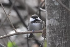 Chestnut-backed Chickadee 2024-01-18.JPG