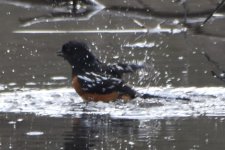 Spotted Towhee  2024-01-18.JPG