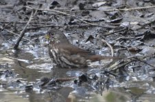 Fox Sparrow 2024-01-18.JPG