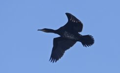 A Cormorant 002.jpg