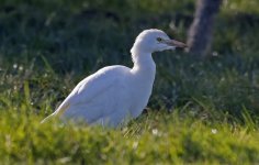 B Cattle Egret 006.jpg