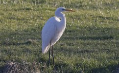 C Great White Egret 001.jpg