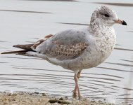 BZ5A7997 Short-billed Gull small.jpg