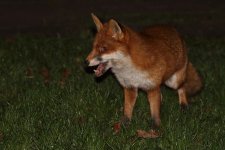 20240117 (2)_Red_Fox_Hoppity.JPG