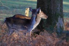 20240118 (38)_Fallow_Deer.JPG