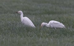 B Cattle Egret 001.jpg