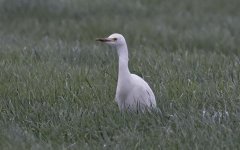 B Cattle Egret 005.jpg